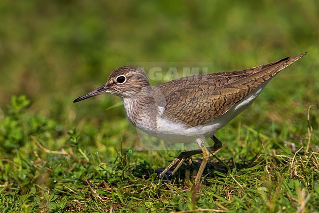 Piro piro piccolo; Common Sandpiper; Actitis hypoleucos stock-image by Agami/Daniele Occhiato,