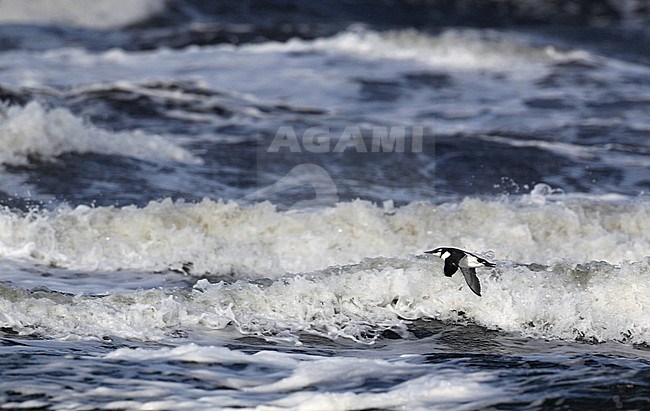 Common Guillemot, Uria aalge, at Halland, Sweden stock-image by Agami/Helge Sorensen,