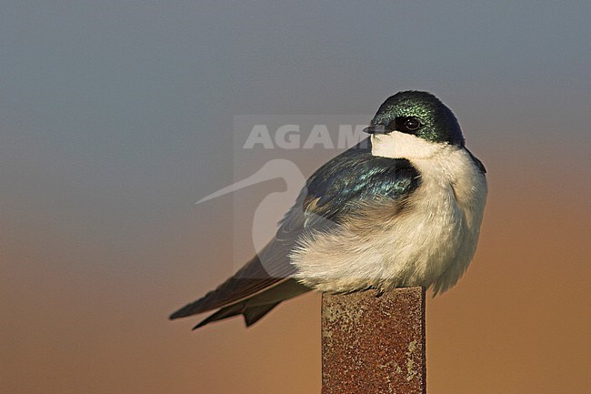 Tree Swallow (Tachycineta bicolor) in Toronto, Ontario, Canada. stock-image by Agami/Glenn Bartley,