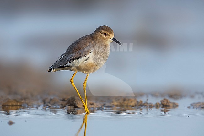 White-tailed Lapwing (Vanellus leucurus) walking in Jahra Pools, Kuwait. stock-image by Agami/Vincent Legrand,