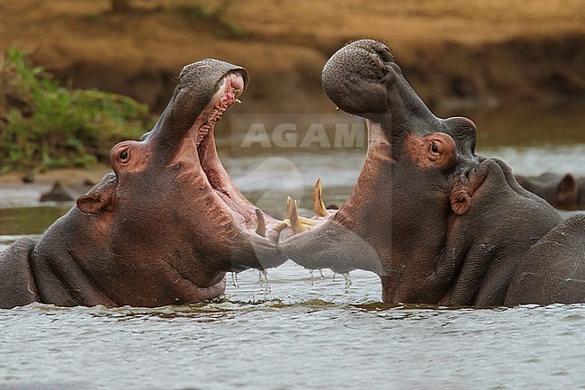 Hippo's (Hippopotamus amphibius) flighting in an African river stock-image by Agami/Dubi Shapiro,
