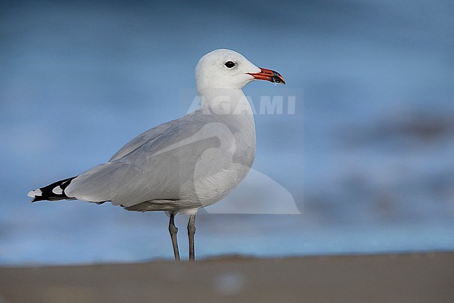 Audouin's Gull, Adult standing on a beach, Campania, Italy (Ichthyaetus  audouinii) stock-image by Agami/Saverio Gatto,