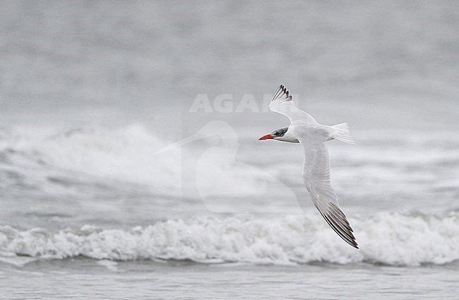 Caspian Tern, Hydroprogne caspia,Stone Harbor, New Jersey, USA stock-image by Agami/Helge Sorensen,