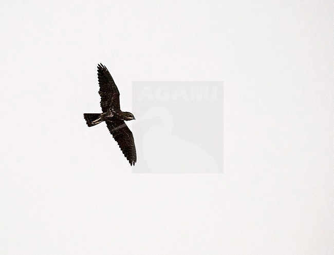 Flying Bat Hawk (Macheiramphus alcinus) in Cameroon. stock-image by Agami/Pete Morris,