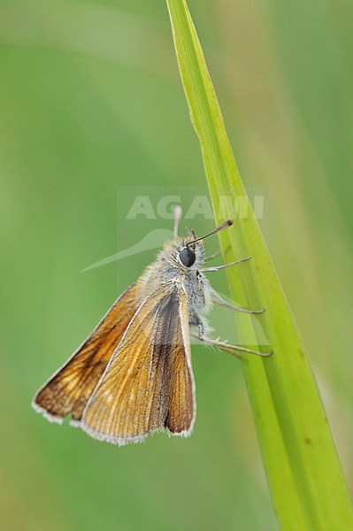 Lulworth Skipper, Thymelicus acteon, in Germany. stock-image by Agami/Casper Zuijderduijn,