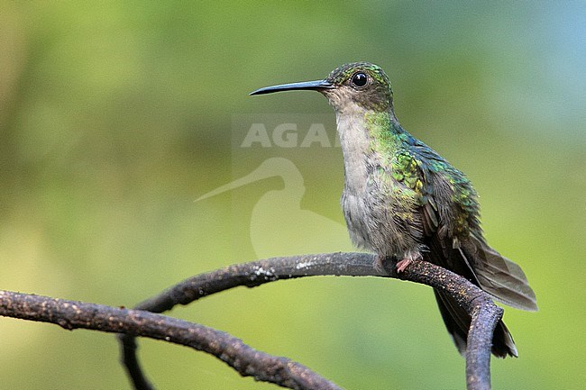 A female Bronze-tailed Plumeleteer (Chalybura urochrysia) at Mutatá, Colombia. stock-image by Agami/Tom Friedel,