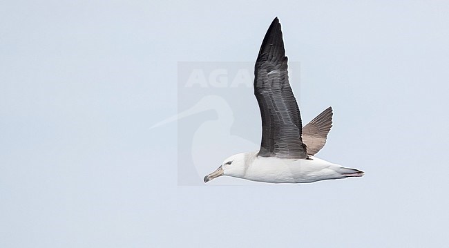 Immature Black-browed Albatross (Thalassarche melanophris) in flight over southern Pacific ocean off New South Wales in Australia. stock-image by Agami/Ian Davies,