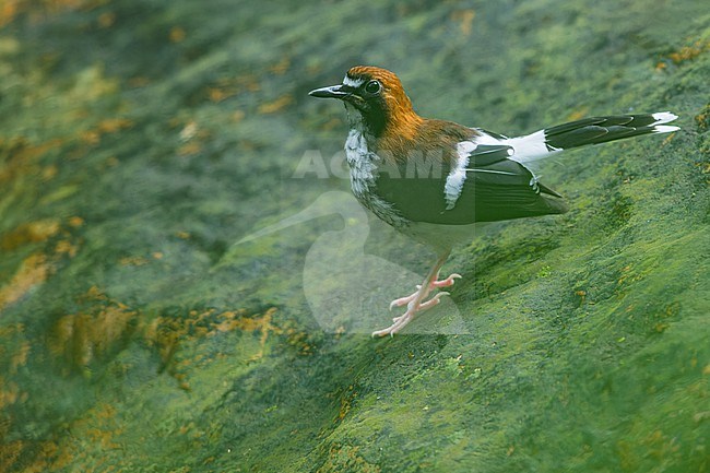 Chestnut-naped Forktail (Enicurus ruficapillus) Perched on a rock  in Borneo stock-image by Agami/Dubi Shapiro,
