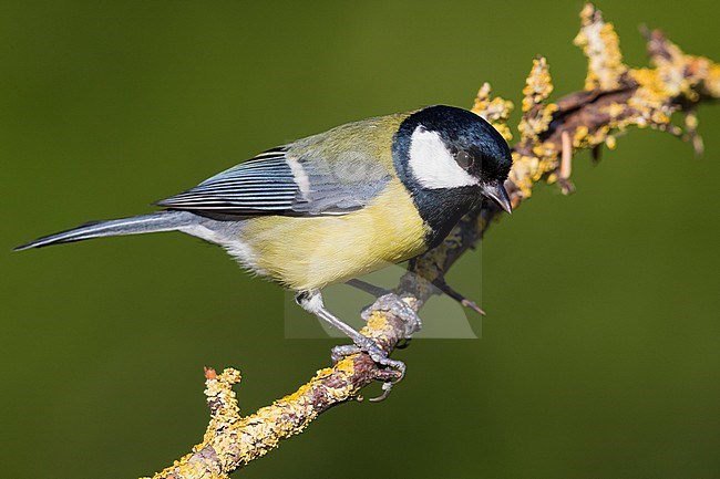 Great Tit (Parus major aphrodite), adult perched on a branch stock-image by Agami/Saverio Gatto,