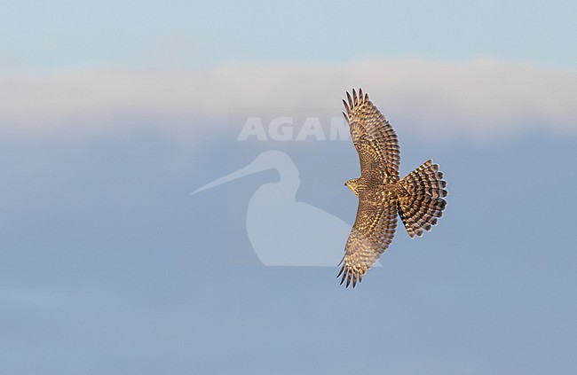 American Goshawk, Accipiter atricapillus, in flight in North America. stock-image by Agami/Ian Davies,