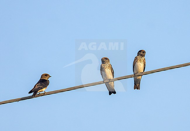 Streak-throated swallow (Petrochelidon fluvicola) in Gujarat, India. stock-image by Agami/Marc Guyt,