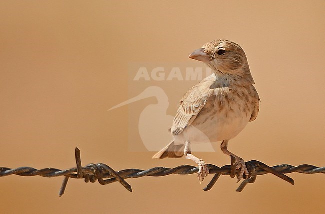A female Black-crowned Sparrow-Lark or Black-crowned Finch-Lark (Eremopterix nigriceps) in Oman. stock-image by Agami/Eduard Sangster,