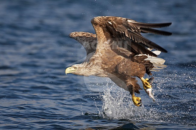 Zeearend, White-tailed Eagle, Haliaeetus albicilla stock-image by Agami/Jari Peltomäki,