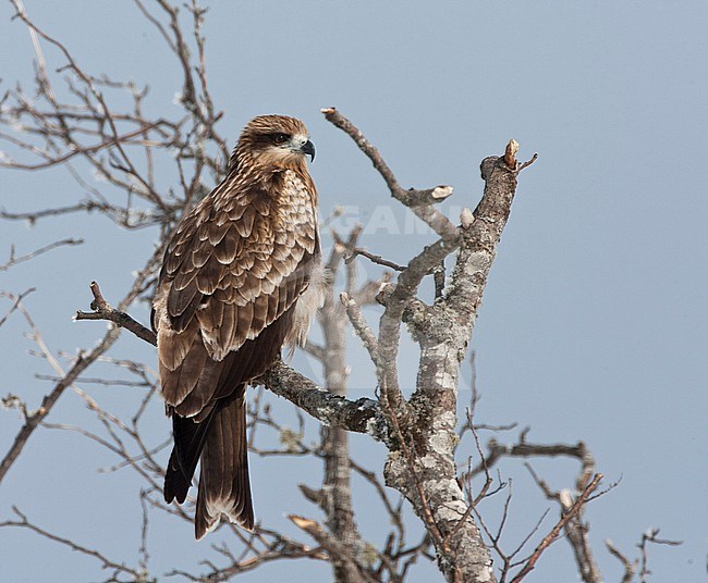 Zwartoorwouw zittend in een boom; Black-eared Kite (Milvus lineatus) perched in a tree stock-image by Agami/Marc Guyt,