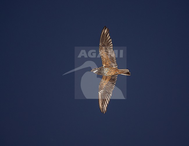 Short-tailed Nighthawk (Lurocalis semitorquatus semitorquatus) in flight stock-image by Agami/Andy & Gill Swash ,