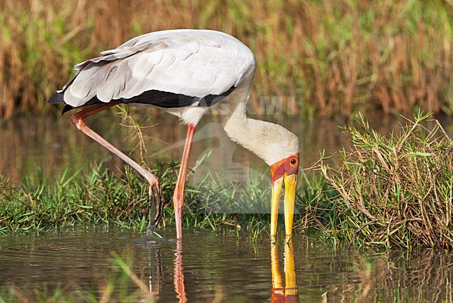 Voedsel zoekende Afrikaanse Nimmerzat; Foraging adult Yellow-billed Stork stock-image by Agami/Marc Guyt,