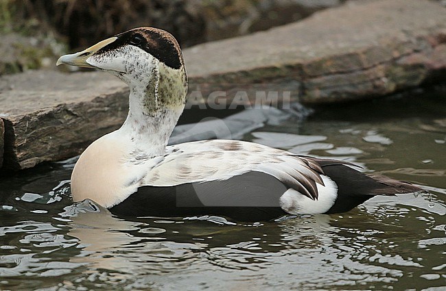 Common Eider (Somateria mollissima), second winter male swimming in captivity, seen from the side. stock-image by Agami/Fred Visscher,