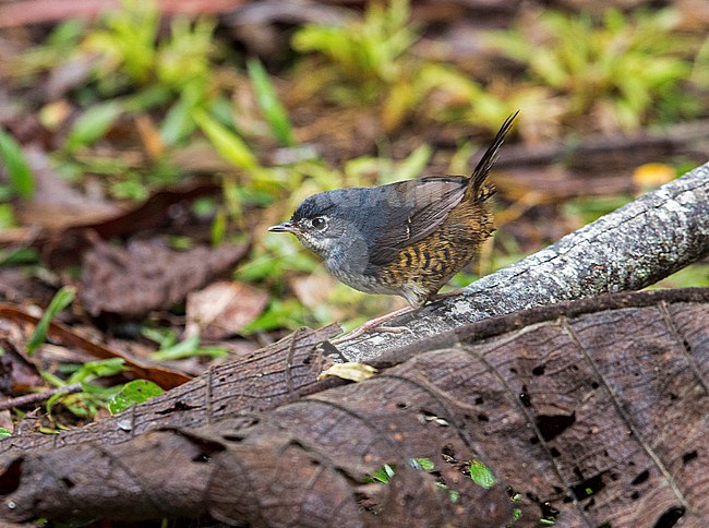 White-breasted Tapaculo, Eleoscytalopus indigoticus, perched on a branch in forest understorey stock-image by Agami/Andy & Gill Swash ,