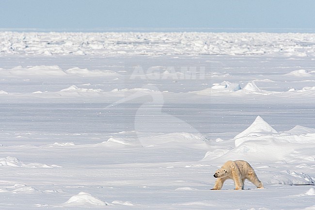Polar Bear (Ursus maritimus) walking over a frozen landscape north of Svalbard, arctic Norway. stock-image by Agami/Marc Guyt,