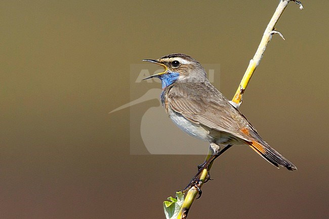 Adult male Red-spotted Bluethroat (Luscinia svecica svecica) in breeding plumage on tundra on Seward Peninsula, Alaska, USA. Singing its heart out. stock-image by Agami/Brian E Small,
