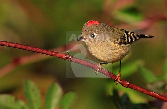 Adult male Ruby-crowned kinglet (Corthylio calendula) in North America. stock-image by Agami/Ian Davies,