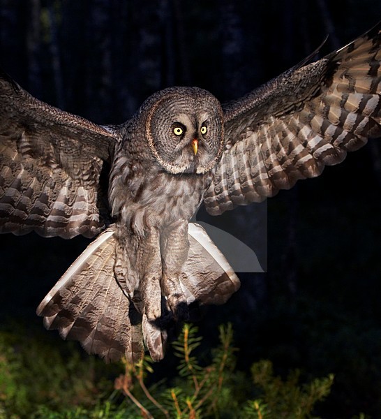 Laplanduil vliegend; Great Grey Owl flying stock-image by Agami/Jari Peltomäki,
