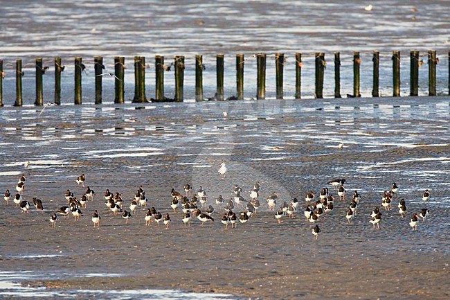 Scholekster groep zittend op het wad; Eurasian Oystercatcher group sitting on mudflat stock-image by Agami/Marc Guyt,