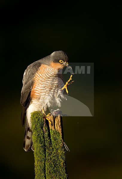 Mannetje Sperwer met prooi, Eurasian Sparrowhawk with prey stock-image by Agami/Danny Green,