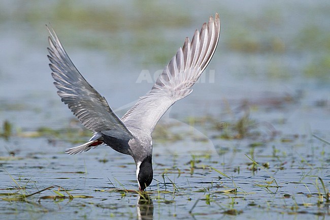 Whiskered Tern - Weissbart-Seeschwalbe - Chlidonias hybrida hybrida, Poland, adult summer plumage stock-image by Agami/Ralph Martin,