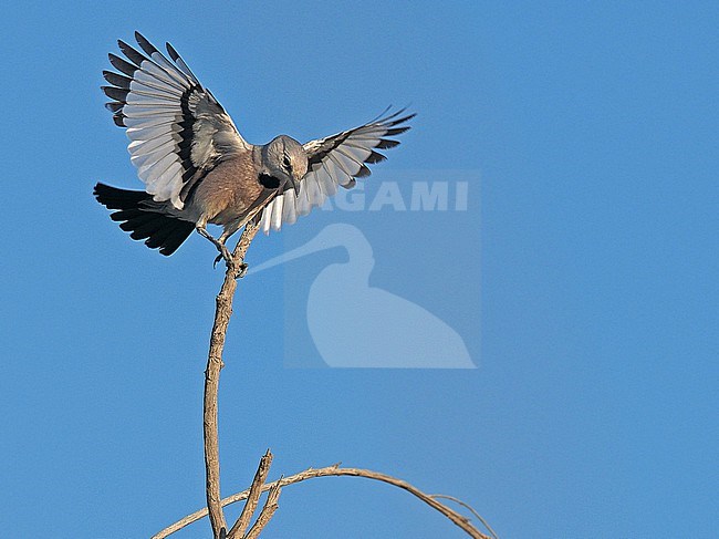 Turkestan Ground-jay (Podoces panderi), male, Turkmenistan, showing wings. stock-image by Agami/James Eaton,
