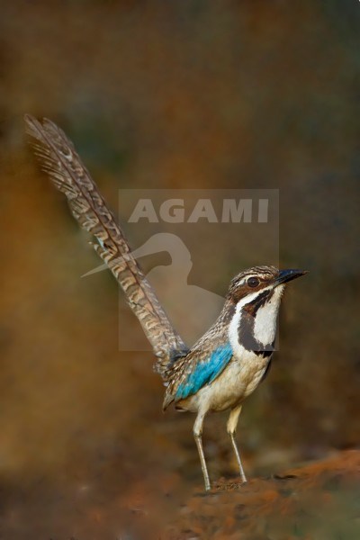 Langstaartgrondscharrelaar, Long-tailed Ground-Roller stock-image by Agami/Dubi Shapiro,