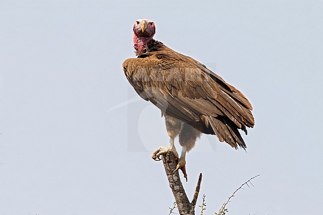Endangered Lappet-faced Vulture (Torgos tracheliotos) perched in a tree, Endangered due to poisoned cattle carcasses and direct persecution. stock-image by Agami/Dubi Shapiro,