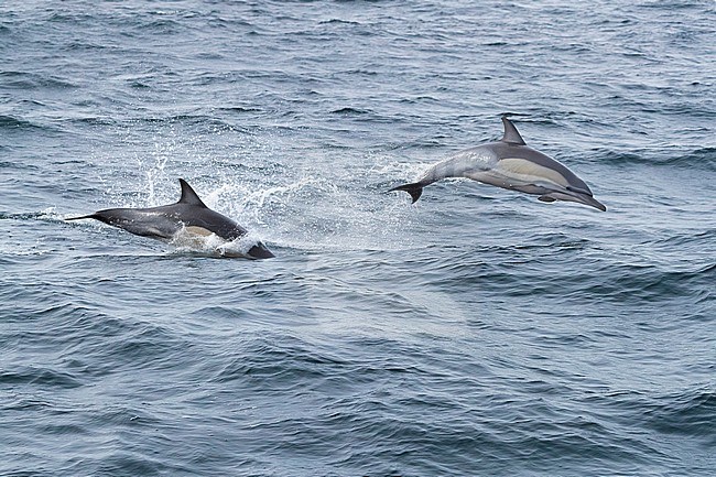 Long-beaked Common Dolphin (Delphinus capensis), two individuals jumping out of water, Western Cape, South Africa stock-image by Agami/Saverio Gatto,