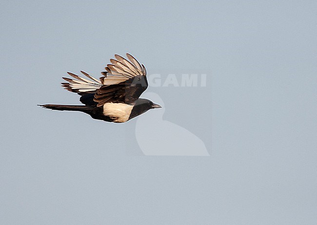 Oriental Magpie (Pica serica) in flight on the East coast of China. stock-image by Agami/Marc Guyt,
