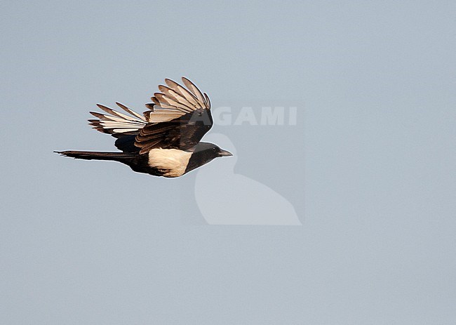 Oriental Magpie (Pica serica) in flight on the East coast of China. stock-image by Agami/Marc Guyt,