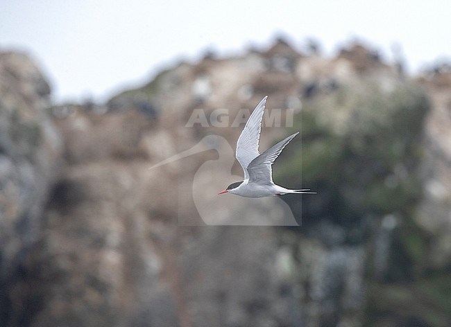 Antarctic Tern (Sterna vittata bethunei) flying along the shore near research station Buckles bay in Macquarie Island, Australia. Sometimes known as subspecies macquariensis. stock-image by Agami/Marc Guyt,