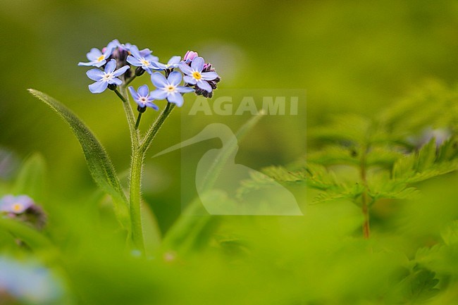 Wood Forget-me-not flower stock-image by Agami/Wil Leurs,