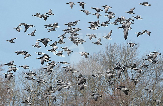 Barnacle Goose (Branta leucopsis), group in flight, seen from the side. stock-image by Agami/Fred Visscher,