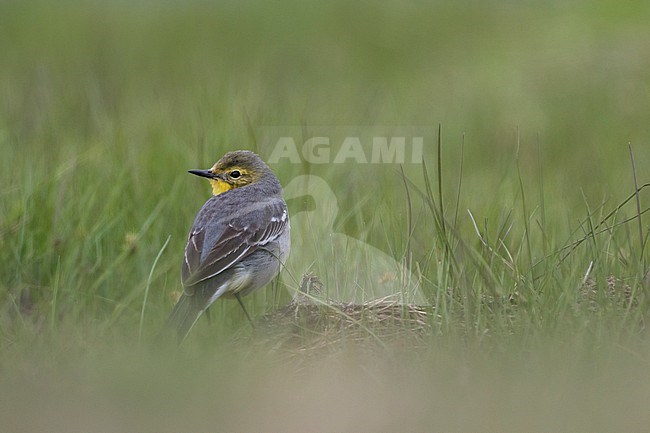 Citrine Wagtail (Motacilla citreola citreola), Russia (Baikal), adult, female stock-image by Agami/Ralph Martin,