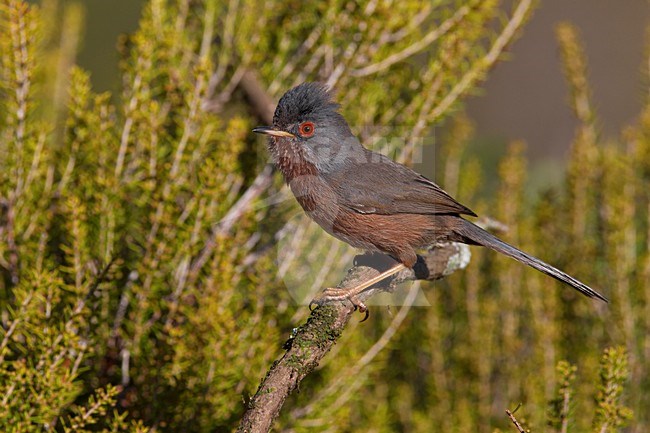 Mannetje Provencaalse Grasmus op een tak; Male Dartford Warbler perched on a branch stock-image by Agami/Daniele Occhiato,