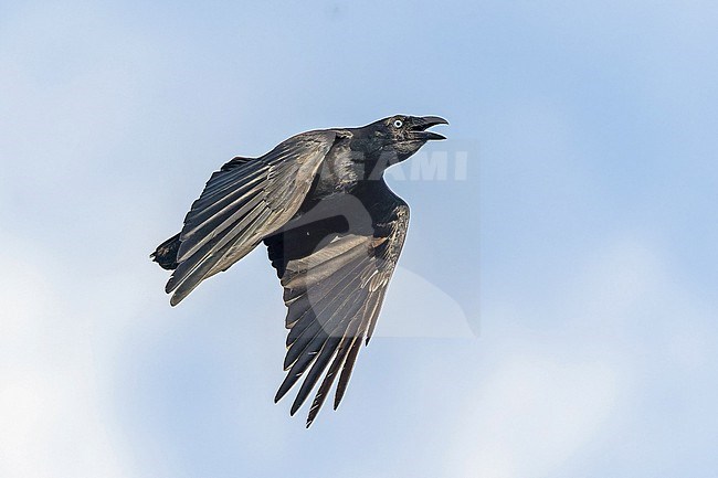 Bismarck Crow (Corvus insularis) in the Bismarck Archipelago. stock-image by Agami/Pete Morris,