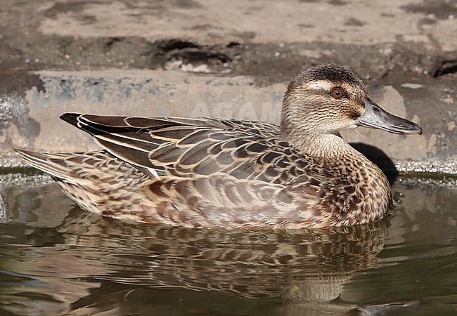 Garganey (Anas guerguedula), adult female swimming in captivity, seen from the side. stock-image by Agami/Fred Visscher,