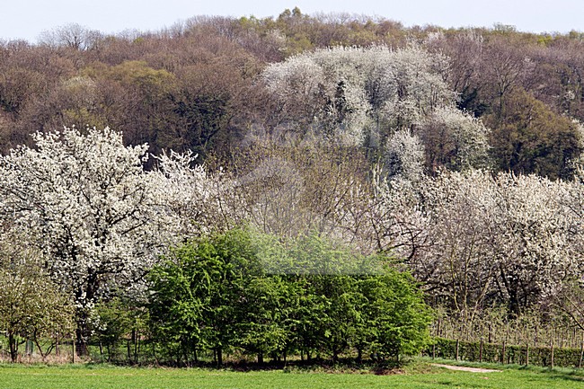 Bloesem en onluikend groen in het Zuid Limburgse Heuvellandschap in het prille voorjaar. Blossoming trees in early spring in the southern limburg landscape stock-image by Agami/Ran Schols,