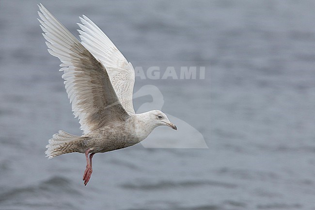 Iceland Gull (Larus glaucoides). side view of a juvenile in flight, Western Region, Iceland stock-image by Agami/Saverio Gatto,