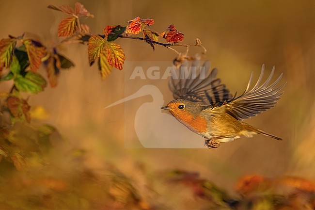 European Robin, Erithacus rubecula, in Italy. stock-image by Agami/Daniele Occhiato,