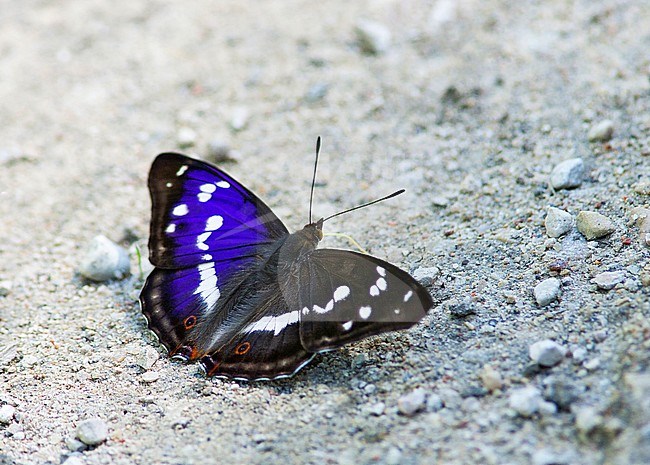 Purple Emperor, Apatura iris, male stock-image by Agami/Dick Forsman,