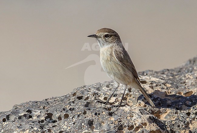 Female perched near Hostel stock-image by Agami/Vincent Legrand,