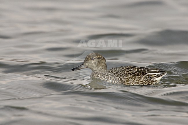 Wintertaling vrouwtje zwemmend, Female Common Teal swimming stock-image by Agami/Daniele Occhiato,