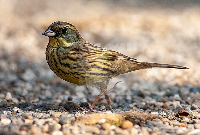 Wintering Black-faced Bunting in a citypark in Tokyo, Japan. Also known as Schoeniclus spodocephala. Walking on the ground. stock-image by Agami/Marc Guyt,