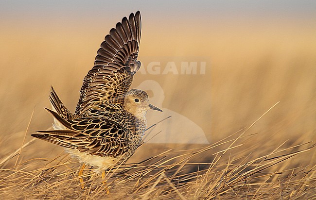 Male Buff-breasted Sandpiper (Calidris subruficollis) displaying on the open tundra of Alaska. Left wing raised high up in the air. stock-image by Agami/Ian Davies,